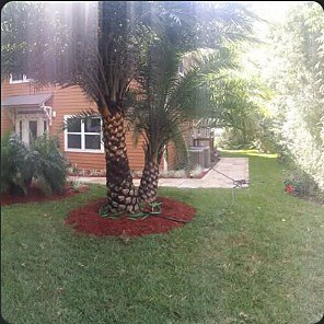 Mature palm ringed with fresh red mulch in a front yard.