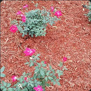 Pink flowering shrubs planted in a fresh red-mulch bed.