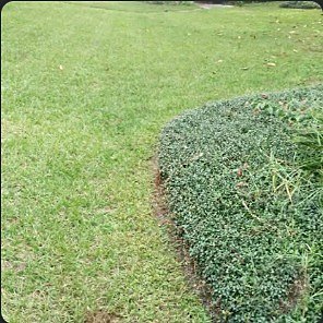 Sharply cut curved edge between a hedge bed and mowed lawn.