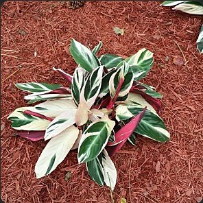 Variegated stromanthe plant set into fresh red mulch.