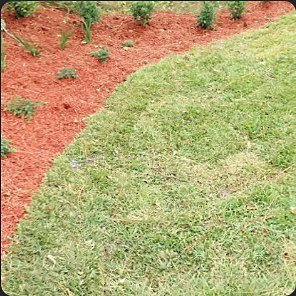 Curved red-mulch bed with new shrub plantings edged against a mowed St. Augustine lawn.