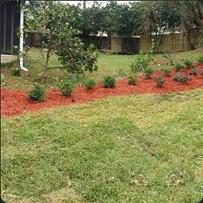 New shrub row planted along a curved red-mulch bed at the edge of a lawn.