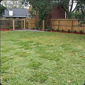 Broad, freshly mowed St. Augustine lawn in a fenced Jacksonville back yard.