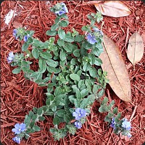 Flowering ground cover in a freshly laid red-mulch bed.